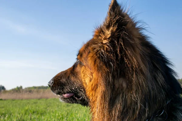 Head German Shepherd Dog — Foto Stock