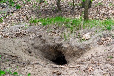 Tilki yuvası, vahşi tilkinin yuvası.