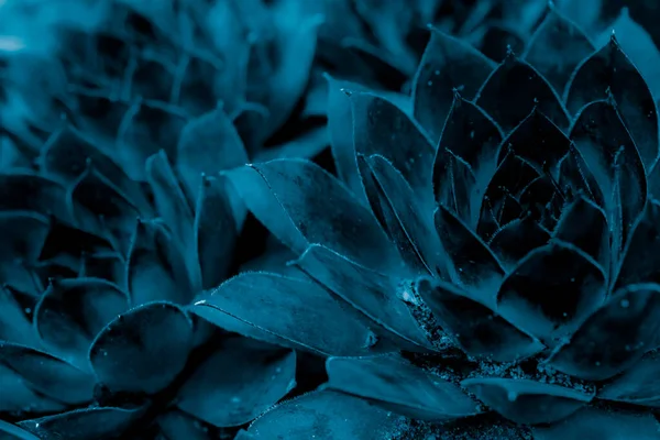 Blauwe Planten Rockery Achtergrond — Stockfoto