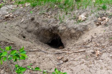 Tilki yuvası, vahşi tilkinin yuvası.