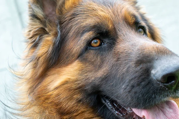 Head German Shepherd Dog —  Fotos de Stock