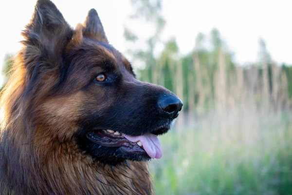 Head German Shepherd Dog — Zdjęcie stockowe