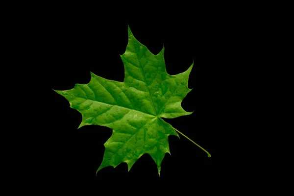 Zelený Javorový List Černém Pozadí — Stock fotografie