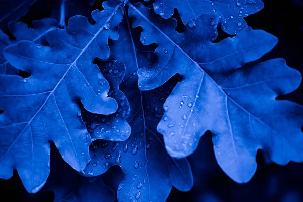 Blätter Des Baumes Blauen Licht — Stockfoto