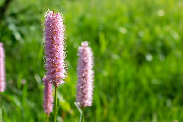 Büyüyen yılan düğümü otu. tıbbi bitki