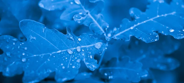 Tree Leaves Blue Light — Stock Photo, Image