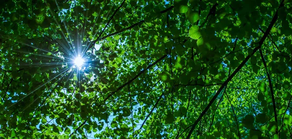 Die Sonne Bricht Durch Die Äste Der Bäume — Stockfoto