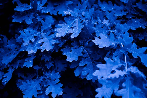 Liście Drzewa Niebieskim Świetle — Zdjęcie stockowe