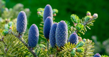Çiçekli ladin konisi, gümüş ladin.