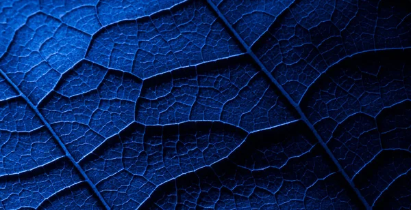 Leaf Structure Macro Photo Tapete — 스톡 사진