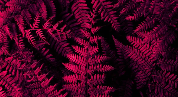 Orman eğreltiotu yaprakları kırmızı ışıkta