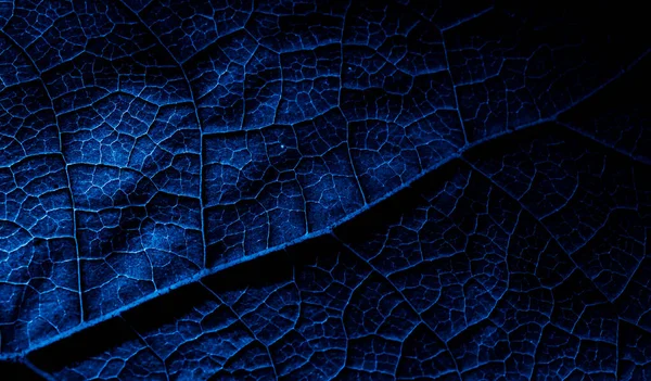 Leaf Structure Macro Photo Tapete — 스톡 사진