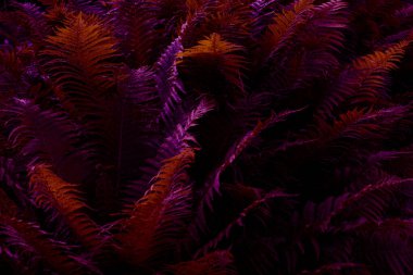 Eğreltiotlarının renkli ışıktaki soyut arkaplanı