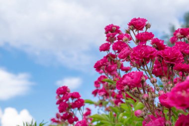 Gökyüzüne karşı bahçe gülleri
