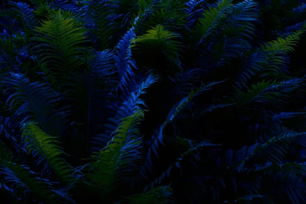 Abstrakt Bakgrund Ormbunkar Färgat Ljus — Stockfoto