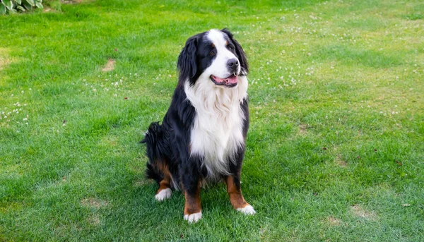Bernese Mountain Dog on the grass with a bone
