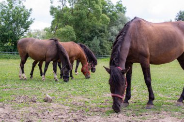 Güneşli bir günde otlayan atlar