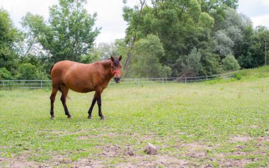 Güneşli bir günde otlayan atlar