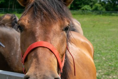 At kafası, atla yakın temas.