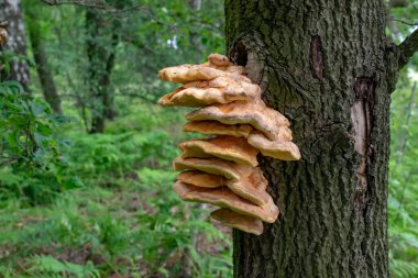 Ağaçtaki büyük sarı mantar, merkez.