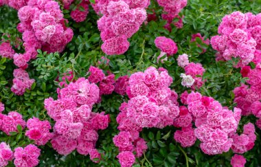 Çiçek açmış pembe güllerden bir duvar