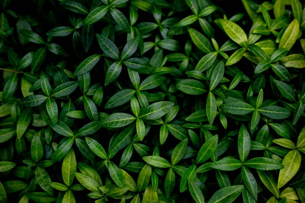 Background Tiny Green Leaves — Foto Stock