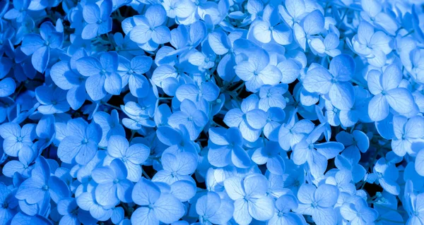 Ortanca çiçekleri arka planda yakın plan