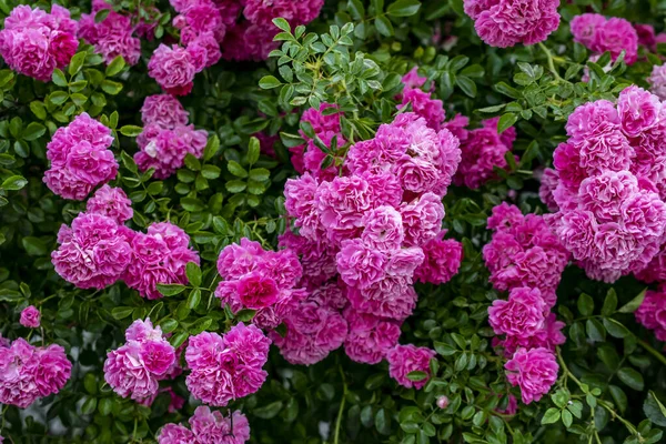 Wall Pink Roses Bloom — Stock Photo, Image