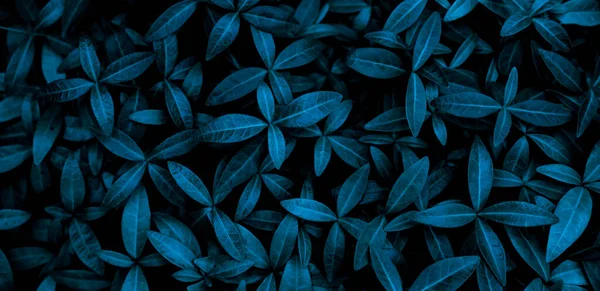 küçük mavi yaprakların arkaplanı