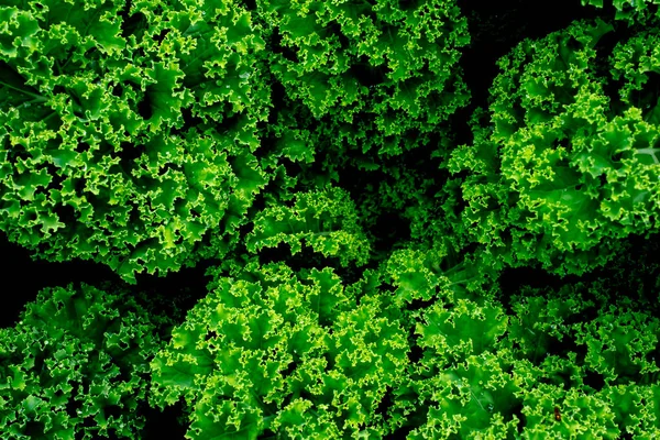 Kale Leaves Cabbage Background — Foto Stock