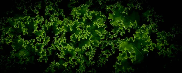 Kale Leaves Cabbage Background — Stock Fotó