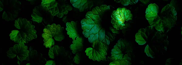Background Tiny Green Leaves — Stock Fotó