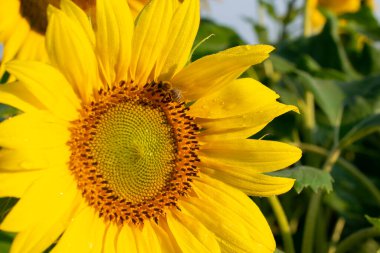 Gökyüzüne karşı açan ayçiçekleri