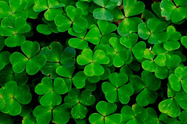 Orman yoncası arka planı, yukarıdan çekilmiş.