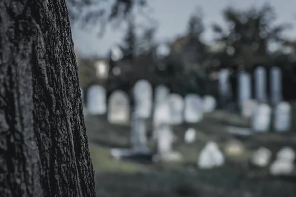 暗闇の中のユダヤ人墓地で木を間近に見ることができます — ストック写真