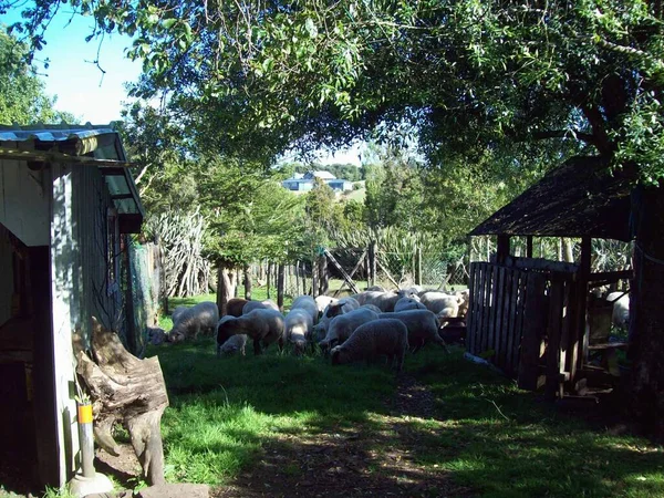 Foto Von Chiloe Südlich Von Chile — Stockfoto