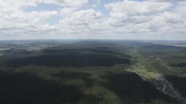 Aerial Top View Summer Day Drone Shot Flying Tree Tops — Stock Video