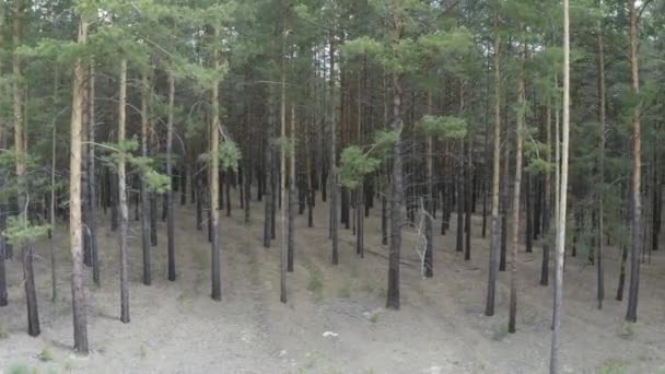 Uppifrån Och Ner Sommardag Drone Skott Flyger Över Trädtopparna Natur — Stockvideo