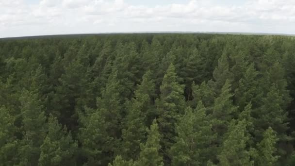 Aerial Top View Summer Day Drone Shot Flying Tree Tops — Stock Video