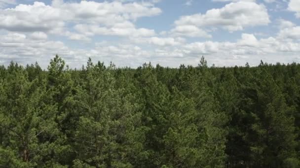 Widok Góry Dół Letni Dzień Strzał Drona Przelatujący Nad Wierzchołkami — Wideo stockowe