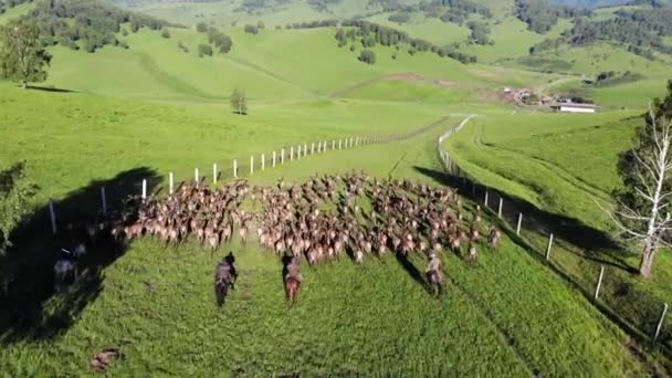 Jelení Hora Přirozeném Prostředí Přesun Přes Hory Stádo Horských Marals — Stock video