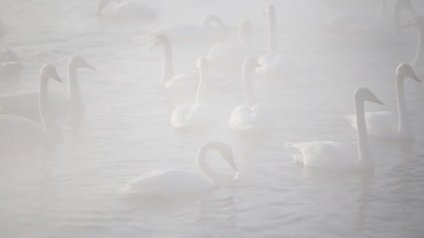 冬眠在水坑里的天鹅 冬天许多天鹅和鸭子在池塘里游泳 — 图库视频影像