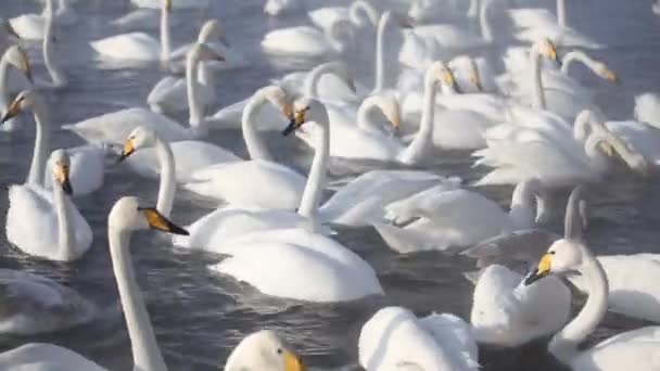 Лебеди Зимой Отдыхают Водопоя Зимой Пруду Плавают Многие Лебеди Утки — стоковое видео