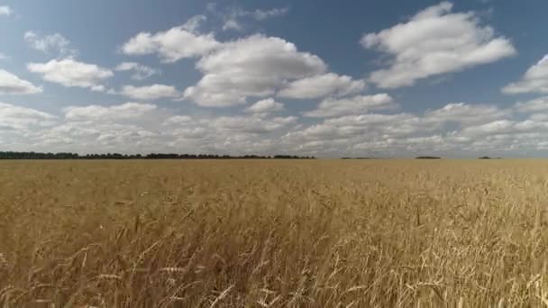 Weizenfeld Die Kamera Fliegt Durch Die Ähren Des Weizens Feldlandschaft — Stockvideo