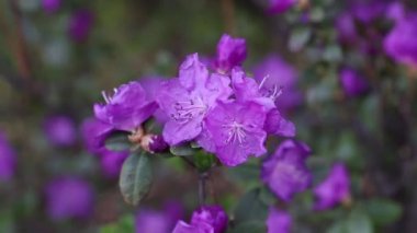 Rododendron dauricum çalılarının çiçekli videosu (popüler isimleri bagulnik, maralnik) ve altai nehri Katun ve arka planda dağlar. Altai, Sibirya, Rusya.
