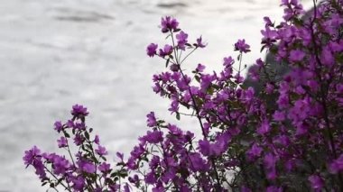 Rododendron dauricum çalılarının çiçekli videosu (popüler isimleri bagulnik, maralnik) ve altai nehri Katun ve arka planda dağlar. Altai, Sibirya, Rusya.