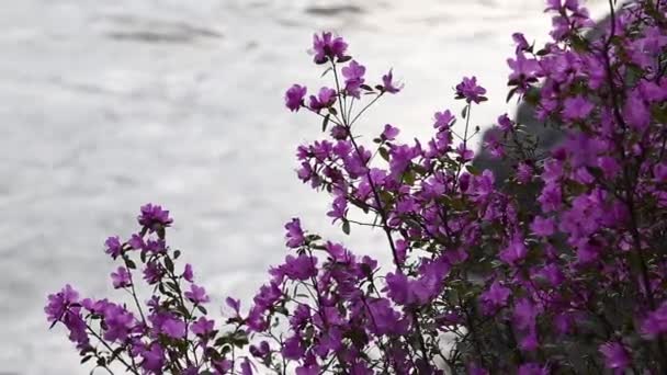 Videó Rhododendron Dauricum Bokrok Virágokkal Népszerű Nevei Bagulnik Maralnik Altai Jogdíjmentes Stock Videó