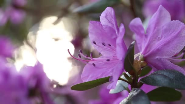 Rododendron Dauricum Çalılarının Çiçekli Videosu Popüler Isimleri Bagulnik Maralnik Altai — Stok video