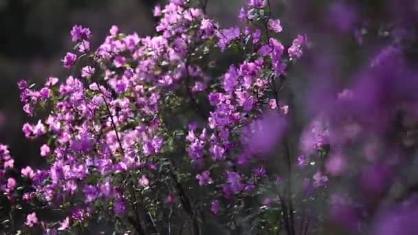 罗杜鹃 Rhododendron Dauricum 通称Bagulnik Maralnik 的灌木的视频 背景是阿尔泰河和高山 俄罗斯西伯利亚阿尔泰 — 图库视频影像