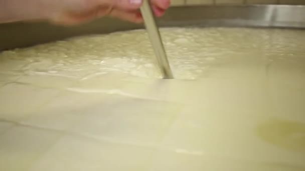 Leite Queijo Italiano Scamorza Caciocavallo Mozzarella Outro Queijo Italiano Preparação — Vídeo de Stock